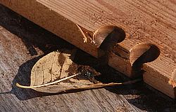 Leaf placed under the wooden board.