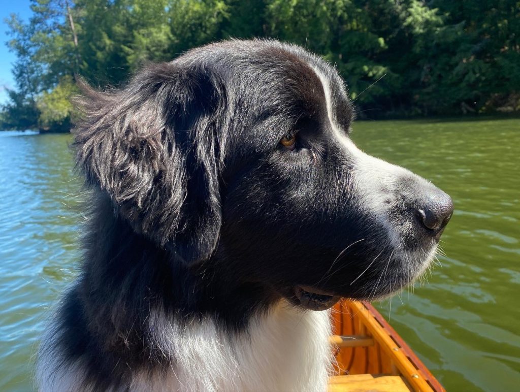 Dog in a wood and canvas boat.