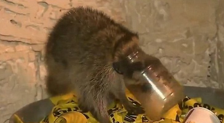 Baby-Raccoon-Gets-Its-Head-Stuck-in-a-Jar-Is-Rescued-by-a-Firefighter