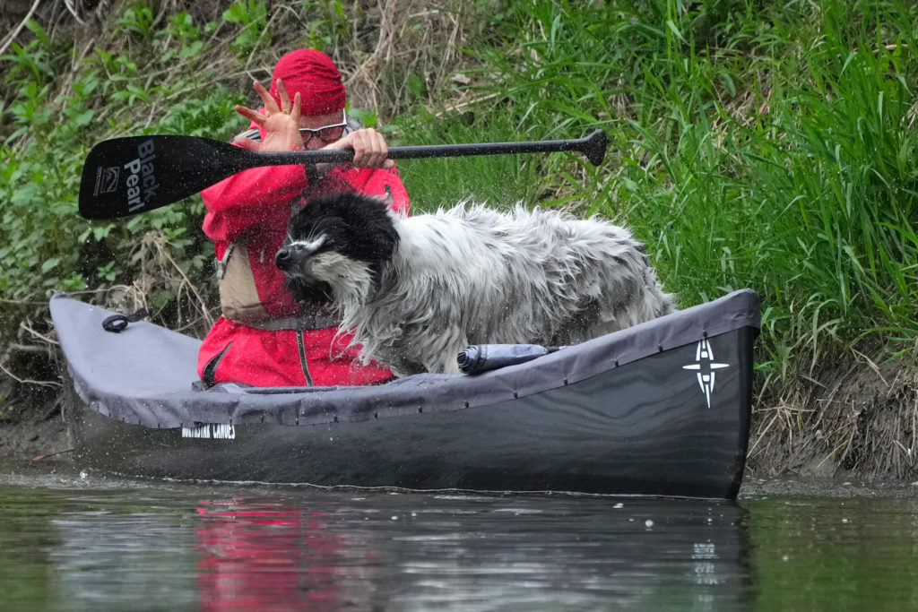 Dog in a canoe shaking water off.